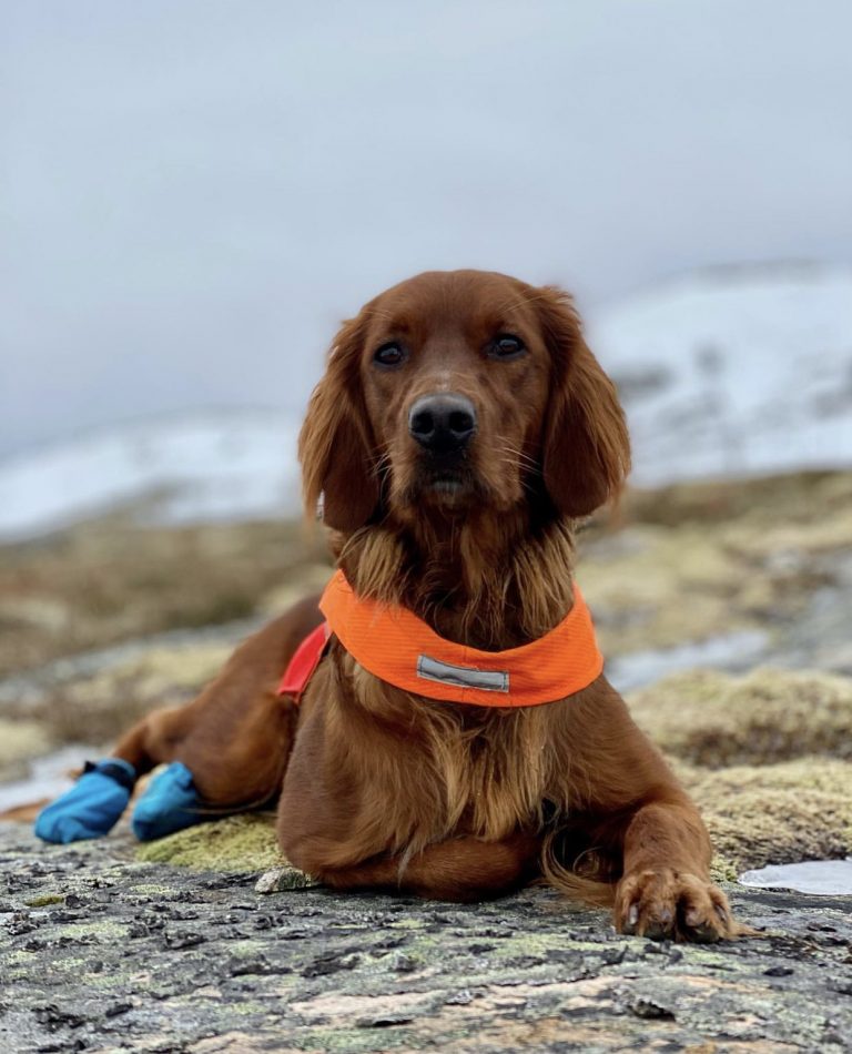 Føring av hund i fjellet (fulltegnet)